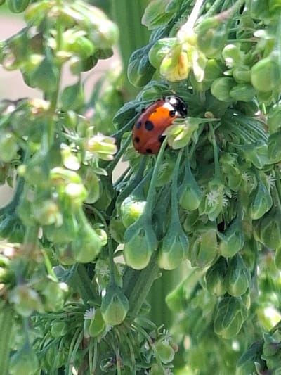 A close-up, vertical, outdoor shot captures a ladybug on a cluster of green, pendulous seed pods. The ladybug, with its iconic red shell and black spots, is positioned on the upper right side of a pod. The surrounding foliage is lush and green, with some small, delicate white flowers visible amidst the pods. The lighting suggests it is daytime, with some sunlight dappling through the leaves. The location is identified as Toguz-Bulak, Kyrgyzstan. The scene is natural and depicts a small insect interacting with plant life.