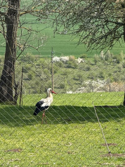 A white stork with black wings, a white head, and a red beak is standing on green grass behind a chain-link fence. The fence has shadows cast upon it. A tree with bare branches is to the left, and green fields are visible in the background. The image was taken in Lipnik, Bulgaria.
