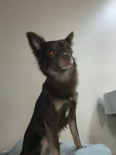 A close-up, low-angle shot shows a brown, long-haired dog with red eyes looking up at the camera. The dog is positioned in the center of the frame, lying on its back with its head tilted. Its ears are long and feathery, and its fur appears somewhat disheveled. The background is a plain, light-colored wall, possibly a ceiling, with a soft, diffused light suggesting it's daytime. To the right of the dog, a corner of a light blue object, possibly a blanket or pillow, is visible. The overall impression is intimate and playful, as if the dog is interacting with someone just out of frame. The red eye glow is a common photographic effect caused by flash reflection in the tapetum lucidum of the animal's eyes.