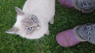 An overhead shot shows a Siamese cat with striking blue eyes lying on green grass. To the right of the cat are two purple rubber boots. One boot is worn by a person wearing a grey sock with a patterned design. The other boot is visible near the top right corner of the image. The cat's head is tilted upwards, and its gaze is directed towards the camera. The grass is well-maintained and appears to be part of a lawn or park. The scene is well-lit, suggesting it is daytime. This image does not provide any specific information about the location within the city of Nadezhdenka, Russia.