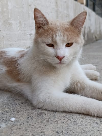 A close-up, eye-level shot features a bicolored cat, predominantly white with patches of light brown, lying on a textured concrete surface. The cat is positioned in the foreground, with its head turned slightly to the right, its amber eyes gazing downwards. Its ears are perked, and its mouth is closed, giving it a neutral expression. The cat's paws are resting in front of it, and its body extends out of frame. The background consists of a pale, textured wall and hints of fencing. The lighting is natural and diffused. The location is identified as Kibray, Uzbekistan.