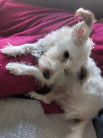 A small, white, fluffy dog is depicted lying on a dark pink, textured blanket or pillow. The dog's head is turned towards the viewer, with its right ear perked upward and its left ear folded back. Dark eyes are visible. A thin, black collar is present around its neck. The dog's front paws are extended forward. Below the pink surface, a lighter-colored, possibly white or light grey, textured fabric is visible. This indoor scene is situated in the city of Libramont, Belgium.