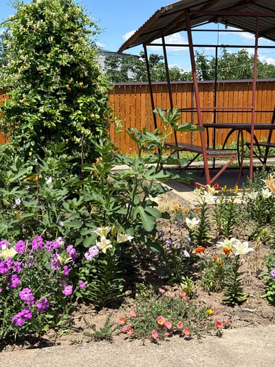 This is a vertical, medium shot of a garden area with a wooden gazebo structure. The gazebo has a corrugated metal roof and wooden planks forming a side wall or screen. The garden features a variety of flowers, including white lilies, purple petunias, and small pink and orange blossoms. A fig tree with large, green leaves is prominently visible in the center of the frame. The ground is covered with dry soil and a concrete path runs along the right side of the image. The scene is brightly lit, suggesting it is daytime, with clear blue skies visible through the gazebo structure. The overall impression is one of a well-maintained, sunny outdoor space, likely a backyard or residential garden. There is no visible text in the image.