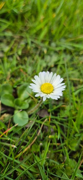 This image depicts a single, fully bloomed common daisy (Bellis perennis) centered within a grassy area in the city of Hyndburn, United Kingdom. The specific landmark or address within Hyndburn is not discernible from the visual information. The daisy features approximately 30-40 white ray florets arranged in a single layer around a prominent yellow disc of numerous tightly packed disc florets. A slender, green, slightly hairy stem supports the flower. The surrounding environment consists primarily of vibrant green grass blades, some with brownish tips, and several broader, darker green leaves of other low-lying plants or weeds, consistent with a lawn, park, or verge. The ground beneath the vegetation appears to be dark soil or earth. The foreground and background grass are out of focus, creating a shallow depth of field that emphasizes the daisy. Lighting is soft and even, suggesting an overcast day or indirect light. There are no individuals, overt actions, or complex interactions present in the scene.