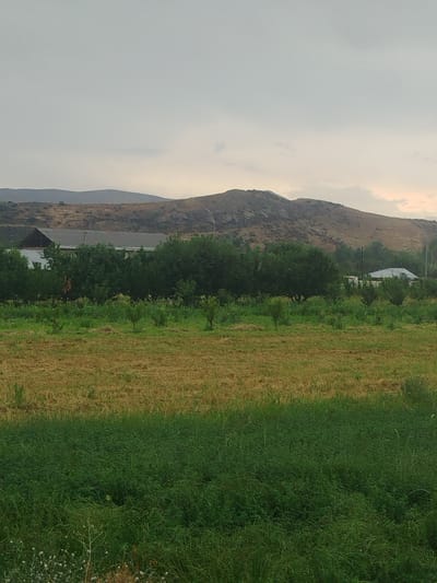 The image depicts a rural landscape under an overcast sky. In the foreground, there is a field of tall green grass, followed by a section of dry, light-brown grass or stubble. Behind this, a dense line of green trees and bushes forms a natural barrier. Beyond the trees, a low-rise building with a dark, sloped roof is visible, appearing to be a dwelling or storage structure. Further in the background, rolling hills, covered in sparse, dry vegetation and rocky outcrops, dominate the horizon. The overall scene suggests a natural environment with some human habitation, characteristic of the outskirts of Aravan, Kyrgyzstan, which is known for its agricultural areas and hilly terrain. There are no people or animals visible in the image.