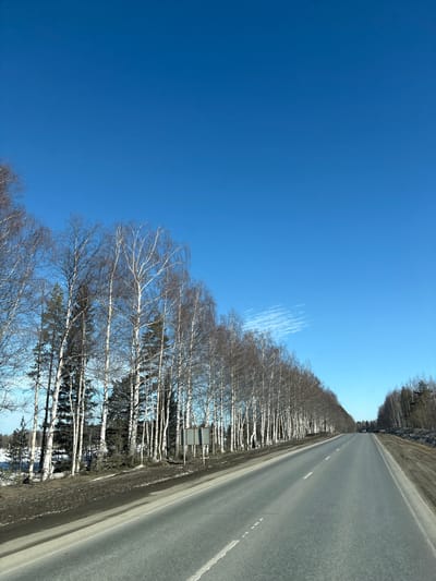 The scene depicts a straight asphalt road extending into the distance under a clear blue sky in the vicinity of Bolgury, Russia. The road features a dashed white center line and a solid white line on the left shoulder. The unpaved right shoulder consists of dark earth and sparse vegetation. A dense line of tall, bare deciduous trees, primarily birches with white bark, mixed with dark evergreen trees, borders the left side of the road. Patches of residual snow and brown earth are visible on the ground beneath these trees. A dark, rectangular sign structure is present near the left treeline. The right side of the road is bordered by a less defined forest line, also appearing to consist of bare trees and evergreens. The sky, occupying approximately two-thirds of the image, is a deep, uniform blue with one faint, wispy cloud visible on the right. No individuals, vehicles other than the implied camera platform, or overt actions are discernible. The environment suggests late winter or early spring conditions due to the bare trees and ground snow.