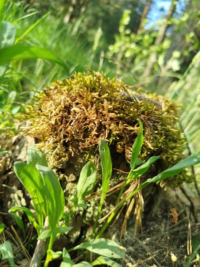 The image shows a close-up of moss growing on a surface, possibly a tree stump or rock, surrounded by green plants. The moss is a mixture of green and brown hues. Some dry pine needles are visible near the base of the growth, along with what appears to be a cobweb. The background is blurred, with hints of green foliage and trees, indicating an outdoor setting. Without additional information, it is impossible to verify the location as Заречье, Russia.