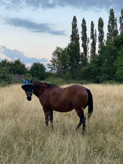 A brown horse stands in a field of dry grass, wearing a blue fly mask that covers its eyes and ears. The horse is facing the left side of the frame, with its head slightly lowered. Behind the horse, a line of tall, thin trees stretches across the background, interspersed with denser foliage. The sky above is partly cloudy with a soft, diffused light. In the distance, a small building with a dark roof is visible, partially obscured by trees. The overall scene suggests a rural or semi-rural setting, possibly on the outskirts of Courpière, France.