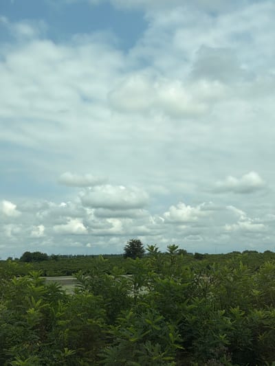 The image depicts a landscape under a cloudy sky, likely in a rural area. In the foreground, dense green foliage with feathery leaves fills the bottom half of the frame. Behind the foliage, a paved surface, possibly a road or a parking lot, is visible. In the middle ground, rows of cultivated trees or shrubs stretch across the horizon, forming a uniform green belt. A solitary, darker tree stands out amidst this cultivated landscape, and in the far distance, faint outlines of structures and utility poles can be seen against the sky. The sky itself is a mix of pale blue and various shades of white and gray clouds, with cumulus formations dominating the upper portion of the image. There are no people or animals visible in the scene. The image does not provide any specific landmarks or indicators to pinpoint the exact location within ნიგოითის თემი, Georgia.