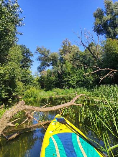 A bright yellow stand-up paddleboard with blue and green accents is positioned in the foreground, partially submerged in murky green water. A paddle rests on the board. The water is surrounded by tall, green reeds and lily pads. A fallen tree trunk lies across the water, partially submerged. In the background, dense green trees and foliage line the banks of the river, with a clear blue sky overhead. The scene appears to be in a natural, wooded environment.