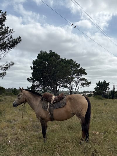 The image displays an unmounted dun-colored horse standing in a field of dry, tall grass in Ciudad de la Costa, Uruguay. The horse is equipped with a light-colored bridle and a South American-style saddle, featuring a dark quilted pad and a brown sheepskin cover. Multiple pine trees are visible in the mid-ground and background, with one large pine centrally positioned. The sky is overcast with visible patches of blue. Two parallel utility lines traverse the upper frame, with two small, dark-colored birds perched on the upper wire. No human figures or direct interactions are depicted.
