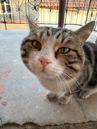 The image shows a close-up of a cat's face, taken from a low angle. The cat has brown tabby markings on its head and back with white fur around its nose, mouth, and chest. Its eyes are a yellow-green color. The cat appears to be standing on a concrete surface with some minor red stains. In the background, there is a black metal fence with decorative swirls and curls, behind which a yellow-orange building can be seen. The location is Liahovo, Bulgaria.