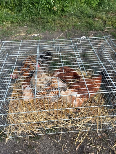 A wire cage with several chickens inside is placed on a bed of straw. The cage is made of metal bars and has a lid. The chickens are various breeds and colors, including brown, black, and speckled. Some of the chickens are standing, while others are sitting or lying down. The cage is outdoors, with green grass and dirt visible in the background. The overall impression is one of a rural or farm setting. The city of Łosice is located in eastern Poland and is known for its agricultural industry. The image is a clear and well-lit photograph.