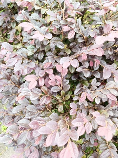 A dense shrub displays a mix of foliage hues. Leaves range from light pink to deep burgundy and greenish-gray, creating a multicolored effect. The leaves are small and densely packed on thin, brown stems. The overall texture is soft and rounded, with an organic and natural feel. Green stems and occasional glimpses of the ground contribute to the dense, layered appearance of the plant.