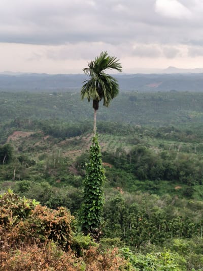 A lone palm tree, its slender trunk covered in dense green foliage, stands tall against a backdrop of rolling hills and a cloudy sky. The palm tree is in the foreground, with its fronds reaching outwards. The hills are covered in lush green vegetation, with a mix of trees and smaller plants. The sky is overcast, with heavy gray clouds obscuring the sun. The scene appears to be a natural landscape, possibly in a tropical region. The image was taken in Teupinreusep, Indonesia, a location known for its natural beauty and abundant greenery.