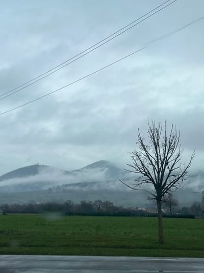 The image displays a landscape in the region of Ribeauvillé, France, under an overcast sky filled with low-hanging gray clouds and fog. Two parallel utility lines are visible diagonally across the upper left portion of the sky. The foreground features a wet, dark asphalt surface, likely a road, with a faint horizontal white line near the bottom edge. A vibrant green field occupies the mid-ground, and on its right side, a solitary deciduous tree stands bare of leaves. Beyond the field, a line of dark, bare trees forms a horizontal band, behind which a cluster of buildings with reddish-brown roofs is visible. In the background, two hills or mountains are partially obscured by mist. The summit of the left-most hill distinctly shows a dark, prominent structure consistent with a castle ruin, such as Château du Girsberg. No people or animals are present in the scene. The overall environment suggests a damp, cool, or wintry day.
