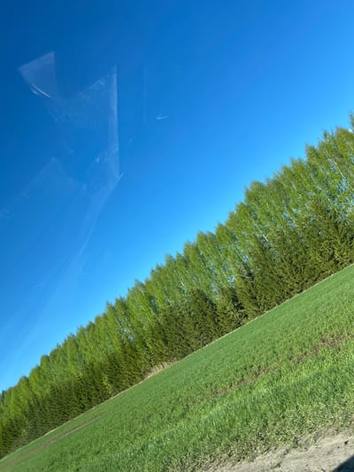 The image depicts a rural scene in Терси, Russia, with a vibrant blue sky dominating the left side of the frame. A row of closely planted trees with green foliage extends along the upper-right diagonal, bordering a field of lush green grass. A dirt path runs alongside the grass. Reflections are visible in the bottom-left corner, suggesting the photo was taken from inside a vehicle.