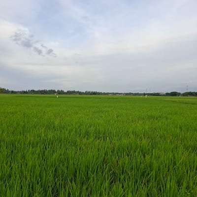 The image depicts a vast, vibrant green paddy field stretching towards a treeline in the distance. The sky above is overcast with varying shades of gray and white clouds, suggesting a temperate or humid climate. In the middle ground, a few white figures, possibly scarecrows or individuals dressed in white, are visible amidst the crops. Beyond the field, a line of lush green trees and some buildings are discernable, hinting at a rural or semi-urban setting within Pulo Lhok, Indonesia. The foreground is dominated by the dense, uniform texture of the rice stalks, creating a sense of depth and expanse. The overall scene conveys a tranquil and natural landscape.