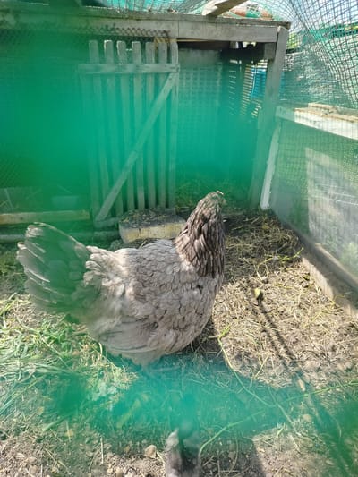 A grey hen is standing inside a coop in an outdoor setting. The hen is facing away from the camera and is positioned in the center left of the frame. The coop appears to be made of wood and wire mesh. The ground inside the coop is covered with dirt, straw, and grass. There is a wooden gate on the left side of the coop. A green net is in the foreground, obscuring part of the view. The image was taken in Блохино, Russia.