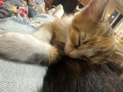 A close-up, low-angle, eye-level shot shows a small calico kitten sleeping on a person's lap. The kitten, with its fur a mix of orange, white, and gray, is curled up and appears to be resting its head on a dark-haired surface, possibly another pet or the person's clothing. The kitten's front paws are visible, tucked in, and one ear is slightly red. The background includes a blurred floral-patterned fabric and a person's lower legs and feet wearing white socks, suggesting a relaxed indoor setting. The scene is brightly lit. The image does not provide any specific information about the city of Anton, Bulgaria, or any elements that would place it there.