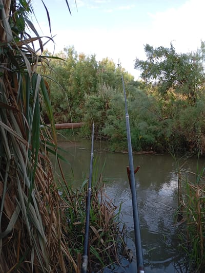 The image depicts a tranquil natural scene, likely a riverbank in Mirzo Ulugbek, Uzbekistan. In the foreground, tall, dry reeds and green grass frame the composition, with two fishing rods planted firmly in the ground, awaiting their catch. The river flows gently in the middle ground, its surface disturbed by subtle ripples, suggesting a light breeze. Across the river, dense foliage of trees and shrubs creates a lush green backdrop, with a large, rusty pipe lying horizontally across the water. The sky above is a pale blue, dotted with a few wispy clouds, indicating a pleasant day. The overall impression is one of peaceful solitude and the quiet anticipation of a successful fishing expedition.