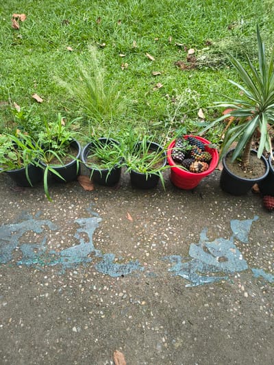 In the city of Chelian, India, an outdoor scene unfolds with a row of potted plants lined up on a concrete surface adjacent to a patch of grass. The plants, in black plastic pots, are a mix of grassy and leafy varieties. To the right of these, a vibrant red pot overflows with an assortment of pinecones. Further to the right, a larger potted plant with sword-like green and white leaves stands tall. The concrete ground is wet and speckled with small stones, and a blueish, perhaps paint or resin, marking runs across it. The grassy area behind the pots is lush and green, with a few scattered dry leaves and some taller, feathery grasses. The lighting suggests it is daytime, possibly overcast, with no individuals visible in the frame.