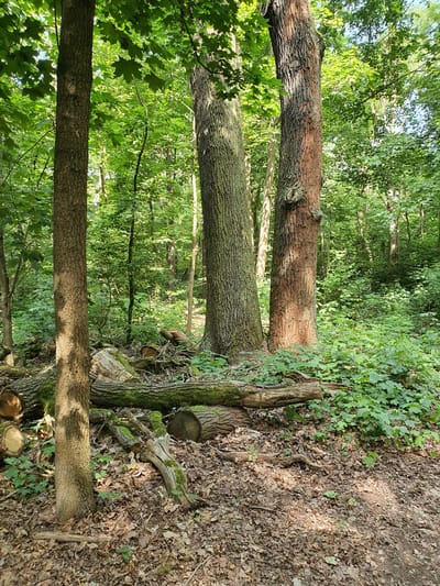 The image depicts a forest scene in Falkensee, Germany, characterized by a dense canopy of green foliage and dappled sunlight filtering through the leaves. In the foreground, several fallen logs lie on the forest floor, some of which are covered in moss. A prominent tree trunk stands on the left side of the image, with rough bark and sunlight casting shadows. To its right, two larger, older tree trunks are visible, one with reddish-brown bark and the other with gray bark. The ground is covered with fallen leaves and scattered branches, interspersed with green undergrowth. The overall impression is of a natural, somewhat untamed woodland environment.