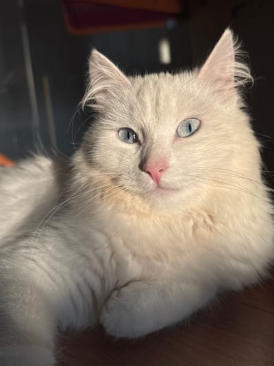 A close-up shot captures a fluffy white cat with striking blue eyes, bathed in warm sunlight. The cat is lying down, its head turned towards the camera with a relaxed and alert expression. The fur is soft and voluminous, with some strands catching the light. The background is dark and out of focus, with hints of an indoor setting. The image is well-lit, highlighting the texture of the cat's fur and the piercing blue of its eyes. The scene is devoid of human presence and specific urban or natural landmarks that would pinpoint its location to Burdyata, Russia.