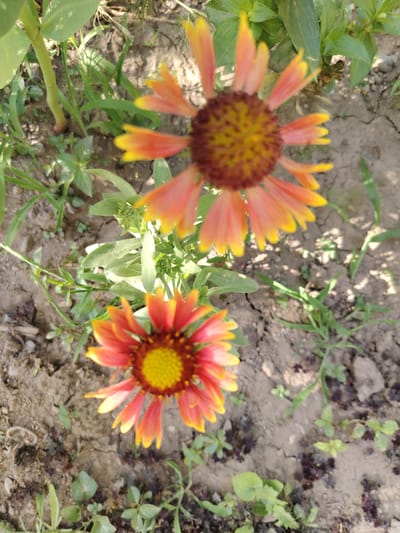 Two bright orange and yellow flowers are in focus against a backdrop of dry soil and green foliage. The flowers, likely Gaillardia or a similar species, have distinctive ray florets and a central disk. The soil is cracked and dry, indicating a potentially arid environment, consistent with the location of Tavaksay, Uzbekistan. Small green plants and weeds are scattered around the base of the flowers. The image appears to be taken outdoors during daylight.