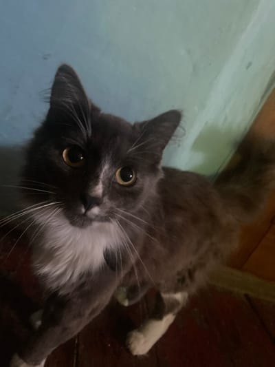 A medium-length-haired grey and white cat is looking upwards from a seated position on a dark wooden floor. The cat has bright yellow eyes and a white patch on its chest and chin. The background consists of a light blue wall and a portion of a wooden doorframe. The image was taken indoors, likely in a residential setting in Khmilnyk, Ukraine. The lighting is dim, suggesting it may be evening or nighttime.