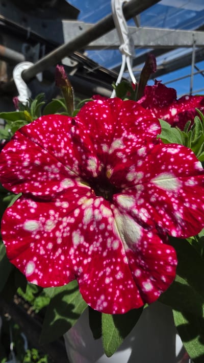 A close-up photograph shows a red petunia flower with white spots. The flower is fully open, revealing its center. Green leaves are visible behind the flower. The background includes a glimpse of a blue sky through what appears to be a greenhouse or similar structure, with metallic framework. There is no evidence to support the photo was taken in Usoika, Bulgaria.
