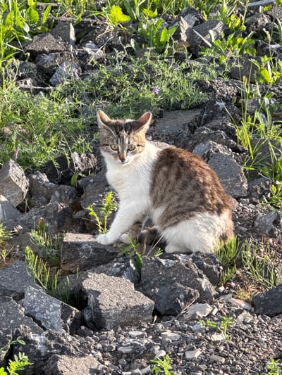 A medium shot captures a tabby and white cat sitting amongst rubble and overgrown grass in Rastunovo, Russia. The cat is facing slightly to the left of the camera, its gaze directed forward. The environment consists of dark gray, broken concrete pieces, scattered rocks, and vibrant green grass with small purple flowers. The lighting suggests it is daytime, with sunlight casting shadows and highlighting the textures of the rocks and the cat's fur. The cat's fur is predominantly white with distinct tabby markings in shades of brown and gray on its head, back, and tail. Its ears are perked, and its eyes are a light green. The cat appears alert and aware of its surroundings.
