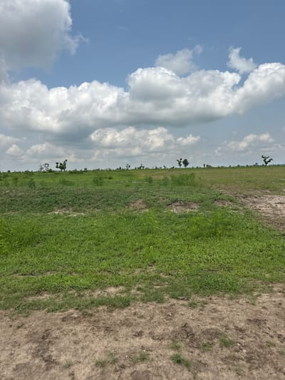 This is a vertical, medium-shot photograph taken outdoors in Garin Dogo, Nigeria. The image depicts a vast, flat landscape under a partly cloudy sky. The left side of the frame is dominated by a bright blue sky filled with large, white cumulus clouds, some of which appear textured and layered. The right side of the frame transitions into a grassy field. The grass is a vibrant green and appears to be growing on a mixture of soil and possibly some rocky or dry patches. The horizon line is low in the frame, emphasizing the expansive sky. Scattered throughout the mid-ground of the grassy field are sparse, solitary trees with dark, gnarled branches. They are small and appear to be typical of the region. The ground in the foreground is a mixture of green grass and dry, cracked earth, suggesting a transition in the terrain. The lighting indicates it is daytime, likely mid-morning or afternoon, with the sun illuminating the clouds and the landscape. No people, objects, or text are visible in the image. The overall impression is one of open space, natural scenery, and a rural environment.