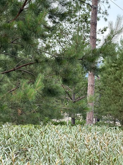 The image shows a close-up, vertically oriented view of pine trees and a silvery-green shrubbery. The pine trees, with their characteristic needle-like leaves, fill the left and central portions of the frame, their branches forming a dense canopy. A horizontal tree trunk, rough and textured with bark, is visible across the middle of the image, appearing to be suspended or part of a structure, possibly a wooden fence or support. The silvery-green shrubbery occupies the right side of the frame, its narrow leaves creating a textured, almost feathery appearance. The background consists of more greenery and a hazy sky, suggesting an outdoor setting. The lighting is soft, indicating it might be an overcast day or early morning/late afternoon. There is no visible text or discernible activity. The overall impression is one of a natural, possibly rural or park-like environment in Russia, given the location context of Озерное (майминский).