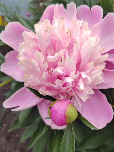 A close-up, vertical shot captures a pink peony flower in bloom, with a smaller bud below it. The flower's petals are a delicate pink, transitioning to a lighter shade and white at the center, with hints of golden brown at the tips of some petals. Lush green leaves form the background, and a glimpse of dark soil is visible at the bottom. The scene is set outdoors, likely in a garden. Based on the provided information, the location is Пригородный, Russia.