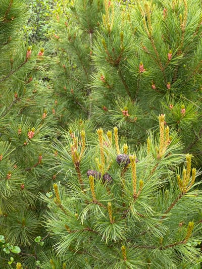 A close-up, high-angle shot captures the dense evergreen foliage of a pine tree, likely in Anosovskii, Russia. The image is filled with sharp, needle-like green leaves, interspersed with numerous small, reddish-pink pine cones that are in various stages of development. Some branches also show newer, lighter green growth tips, hinting at the season. A few mature, dark brown pine cones are visible, adding texture and contrast to the scene. In the lower left quadrant, a small cluster of broader, light green leaves from a different plant peeks through the pine needles, suggesting a mixed natural environment. The overall impression is one of abundant, healthy plant life in a natural setting.