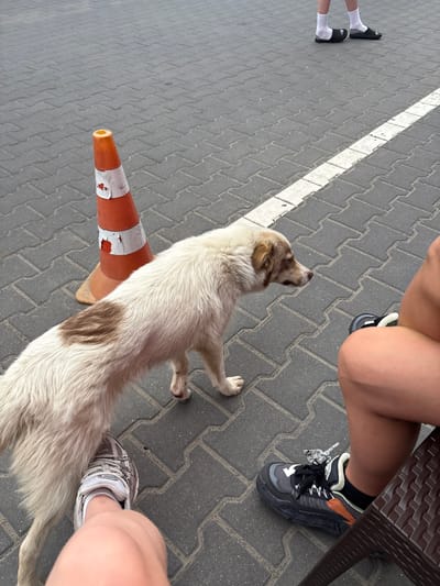 A light-colored dog stands on a grey brick-like pavement next to an orange traffic cone with white stripes. The dog's fur is long and appears slightly unkempt. A person's legs are visible in the frame, wearing black socks and black slides on their left foot, and black, grey, and orange sneakers with white laces and a white tag on their right foot. Another person's leg is visible on the far right, wearing a grey sneaker. The setting appears to be outdoors, possibly a street or sidewalk, with a white line marking a boundary on the pavement. The image is taken from a high-angle perspective. The lighting suggests it is daytime, likely sunny. There are no visible emotions displayed by the dog or people. The location is Ostrytsya, Ukraine.