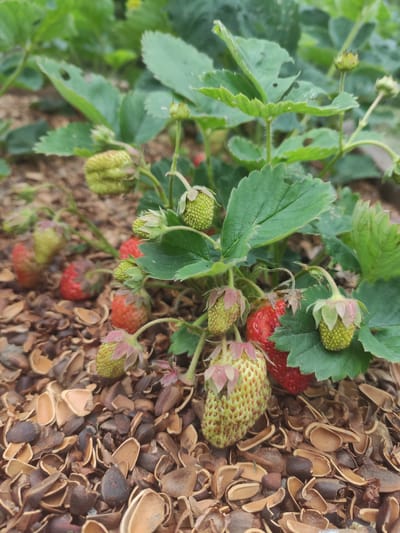 In Prokhladnoye, Russia, a close-up shot captures a strawberry plant thriving on the ground, which is covered with a layer of light brown mulch. The plant has lush green leaves and several strawberries in various stages of ripeness. Some are a pale green, indicating they are still developing, while others are a vibrant red, signifying they are ready to be picked. The focus is on the strawberries and the immediate surroundings of the plant, with the background blurred.