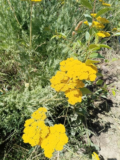 The image shows a close-up view of a field of bright yellow wildflowers, likely Achillea filipendulina (Fernleaf yarrow), under a clear sky. The flowers are in full bloom, with their dense, flat-topped clusters of small blossoms dominating the foreground and midground. The foliage of the yarrow is finely divided and feathery, creating a lush green backdrop. Scattered among the yarrow are blades of dried grass and some sparse, dusty soil, suggesting a dry, sun-drenched environment. In the background, the dense green foliage of other plants is visible, with some brown seed heads hinting at the end of a growing season or the presence of different plant species. There are no people or animals visible in the image. The scene appears to be a natural setting, possibly a meadow or roadside in the rural landscape surrounding Kalaynay, Tajikistan. The bright sunlight casts dappled shadows on the ground and highlights the vibrant yellow of the flowers. The overall impression is one of natural beauty and abundance.