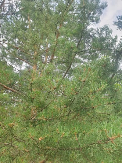 The image displays a close-up view of dense evergreen pine branches against a cloudy sky. The needles are a vibrant green, and brown pine cones are visible in several places, some partially obscured by the foliage. The branches are a mix of lighter green new growth and darker, older wood. The background is a soft, overcast sky, with hints of lighter clouds. The image appears to have been taken outdoors, possibly in a wooded area. There are no people or animals visible. The overall impression is one of natural foliage. There is no specific information within the image to suggest a location in Mukhametovo, Russia.