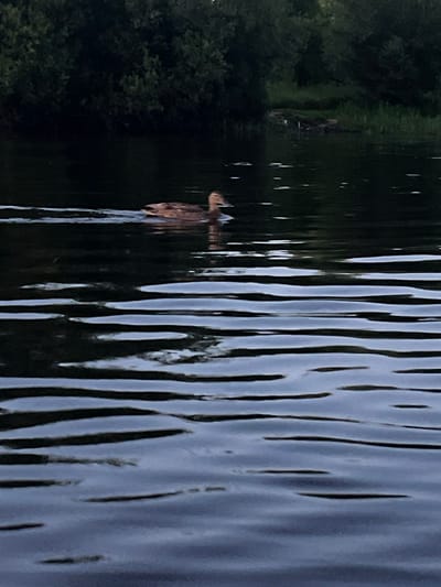 A duck swims in dark water, with a densely vegetated shoreline in the background. The image appears to be a photograph taken during daylight hours.