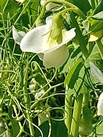 This is a close-up, vertically oriented, outdoor photograph of white pea flowers and their surrounding foliage. The scene is dominated by the delicate, white petals of the pea flowers, which have a slightly translucent quality, and the vibrant green of the pea plant's leaves and tendrils. The flowers appear to be in various stages of bloom, with some fully open and others still partially closed. The tendrils of the pea plant are intricately curled, creating a natural, organic pattern throughout the frame.
The lighting suggests it is daytime, with bright sunlight casting shadows and highlighting the textures of the leaves and petals. The background is a blur of greens and shadows, indicating a natural setting, likely a garden or field where pea plants are grown. The focus is sharp on the flowers and the immediate plant structures, giving a sense of intimacy with the subject. The overall mood is serene and natural, capturing the beauty of a flowering pea plant. No people are visible in the image, nor is there any visible text. The location context provided is Micaičiai, Lithuania, which aligns with the natural outdoor setting.