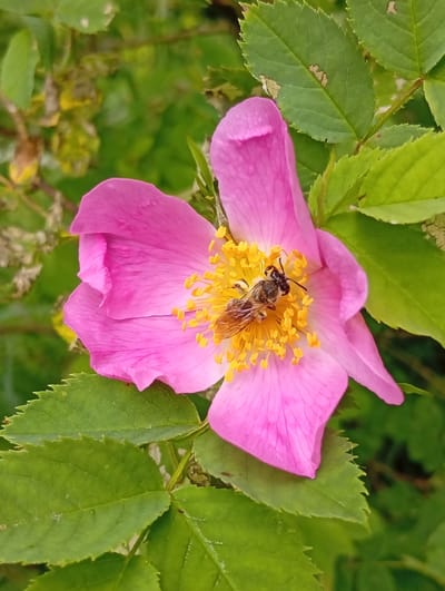 A close-up shot focuses on a single pink rose flower with a bee in its center. The bee, with visible wings and body segments, is positioned on the yellow stamen of the flower. The petals of the rose are delicate and vibrantly pink, with visible veins. Surrounding the flower are several green leaves with serrated edges. The background consists of blurred green foliage, suggesting an outdoor natural setting. The image is clear and well-lit, with a shallow depth of field that emphasizes the flower and bee. The scene appears to be located in Žygaičiai, Lithuania, a rural area known for its natural beauty.