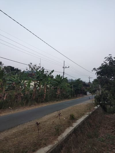 This is a medium shot, eye-level, vertical, outdoor, natural light photograph taken in the city of Ngentrong, Indonesia. The image depicts a rural road scene with abundant vegetation and utility lines against an overcast sky. In the foreground, a paved road runs diagonally from the lower left to the upper right of the frame, bordered by dry, yellowish grass and a concrete retaining wall on the right. A small, dark-leaved plant grows beside the road.
The left side of the road is lined with numerous banana trees and other dense green foliage, with some dry stalks visible among them. Behind the vegetation, there are glimpses of houses with tiled roofs. Utility poles with multiple wires strung between them are prominent, extending across the sky and along the road. One pole is situated on the left side of the road, and another is further down the road on the right.
On the right side of the road, a large, leafy tree with dark green foliage partially obscures the view of buildings and more vegetation. The sky is a uniform, pale gray, suggesting either dawn, dusk, or a heavily overcast day. The overall impression is one of a quiet, somewhat undeveloped, rural area in Indonesia. There are no people visible in the image.