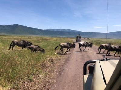 The image shows a dirt road in the Ngorongoro Crater, Tanzania, near the location of the Olduvai Gorge. The road is flanked by tall grass. Five wildebeest are crossing the road in front of a safari vehicle that is traveling toward the viewer. The wildebeest are in the process of crossing the road. The safari vehicle is in the foreground, blocking the view of the other safari vehicles. The image is taken from the vantage point of the safari vehicle, which is positioned behind the wildebeest. The vehicle is blocking the view of the other safari vehicles. The background is a rolling green landscape with mountains in the distance. The sky is blue and clear. The scene shows the raw nature of the African landscape.
