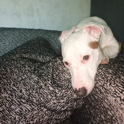 A white dog with a brown spot over its left eye and a black nose is resting on a textured gray and black blanket on a couch. The dog's head is tilted to the side, with its eyes looking down and to the left. The background is a blurred light gray wall. The image is taken indoors in what appears to be a residential setting. There is no indication of the location being Vyshgorodok, Russia.