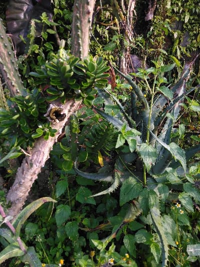 The image displays a dense botanical scene located in the city of Mouangkeo, Laos. The foreground and midground are characterized by overgrown, vibrant green vegetation. On the left, a thick, pale, gnarled stem, likely a succulent or cactus, rises vertically, featuring numerous clusters of small, rounded, stacked green leaves. A hollow section is visible within this stem. To the right, a prominent plant with thick, dark green, spiky leaves, consistent with an agave or aloe species, is partially obscured by surrounding foliage. Its leaves are pointed and exhibit distinct spines along their edges. The ground cover consists of various smaller green plants and broadleaf weeds. Tiny white and yellow wildflowers are sparsely scattered throughout the lower portion of the frame. Natural daylight illuminates the scene. No individuals, animals, or man-made objects are present.