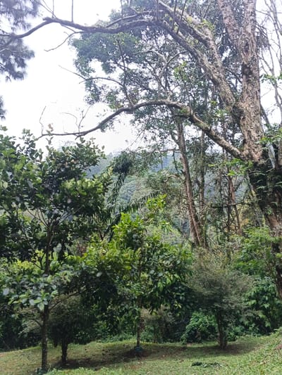 A dense forest scene displays lush green trees and vegetation, with taller trees dominating the background. Several smaller trees with dark green, rounded leaves are prominent in the foreground. A massive tree with textured bark stands to the right, its branches extending overhead. The background reveals a forested mountain slope under an overcast sky. Overall, the scene evokes a sense of natural, wooded tranquility.
