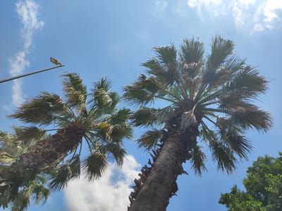 The image, taken in Cadalso, Spain, features a low-angle view of two palm trees against a bright blue sky with scattered white clouds. A modern streetlamp on a grey pole extends from the left side of the frame into the upper left quadrant. The palm trees are tall and their fronds are fanned out, some appearing windswept. The trunks of the palm trees are textured and appear aged. In the lower right corner, the upper branches of a dense green tree are visible. No people or animals are present in the scene.