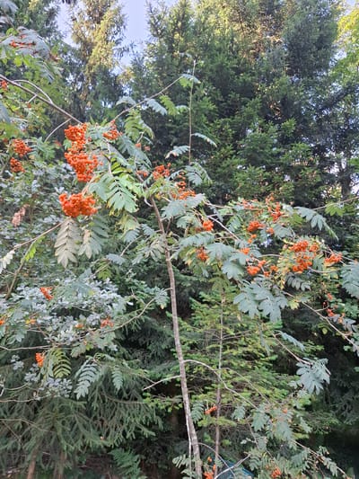 The image captures a close-up view of a Rowan tree (Sorbus aucuparia) with clusters of ripe, orange-red berries against a backdrop of dense green coniferous trees, likely in a forest or wooded area. The foliage of the Rowan tree is characterized by compound leaves with serrated edges. The lighting suggests it is daytime, possibly late afternoon given the angle of the sun filtering through the canopy. There are no people or animals visible in the image, and the scene is static. The environment appears natural and undisturbed, typical of a semi-rural or forest setting within Eschenbach (LU), Switzerland.